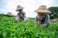 Oolong Tee Plantage Thailand